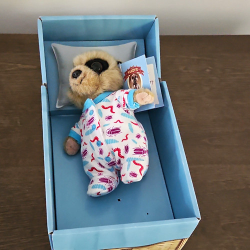 Baby oleg meerkat - baby, soft